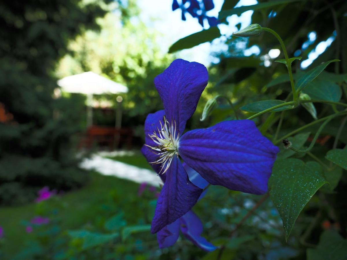 Maison d'hôtes Casa Camelia